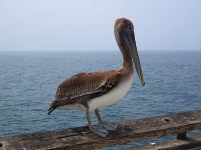 pelican